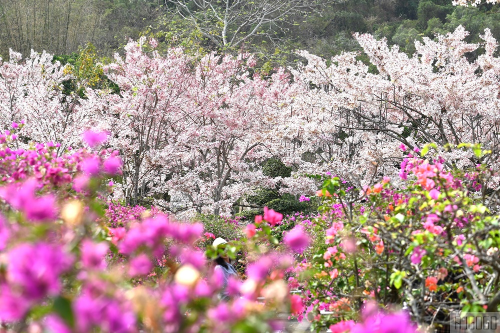 高雄景點 六龜 寶光建德神威天臺山道場 花旗木 每年3~4月花季登場