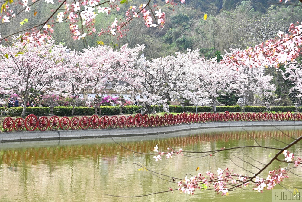 高雄景點 六龜 寶光建德神威天臺山道場 花旗木 每年3~4月花季登場