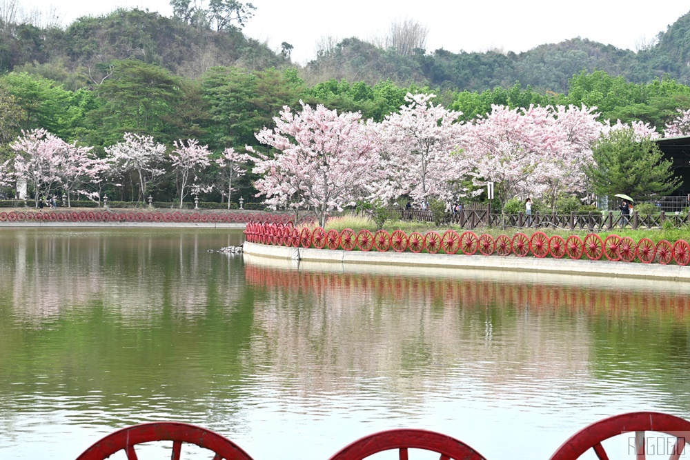 高雄景點 六龜 寶光建德神威天臺山道場 花旗木 每年3~4月花季登場