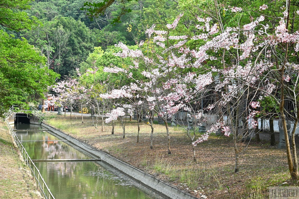 高雄景點 六龜 寶光建德神威天臺山道場 花旗木 每年3~4月花季登場