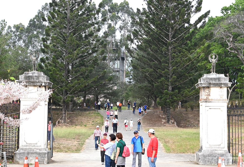 高雄景點 六龜 寶光建德神威天臺山道場 花旗木 每年3~4月花季登場