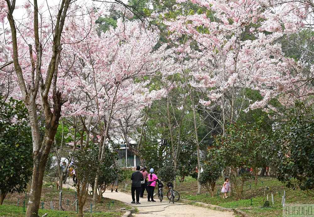高雄景點 六龜 寶光建德神威天臺山道場 花旗木 每年3~4月花季登場