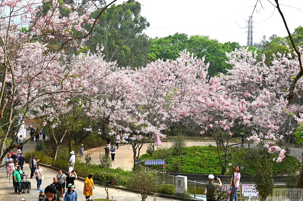 高雄景點 六龜 寶光建德神威天臺山道場 花旗木 每年3~4月花季登場