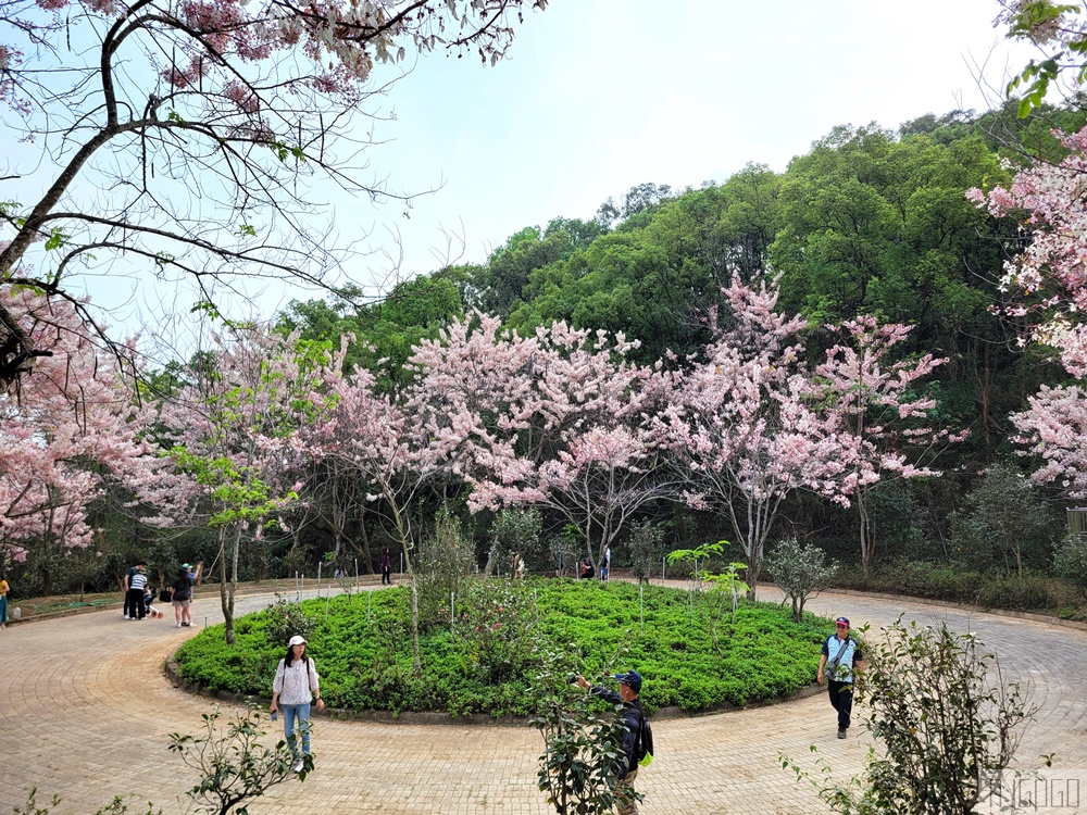 高雄景點 六龜 寶光建德神威天臺山道場 花旗木 每年3~4月花季登場