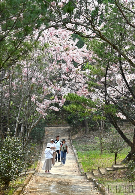 高雄景點 六龜 寶光建德神威天臺山道場 花旗木 每年3~4月花季登場