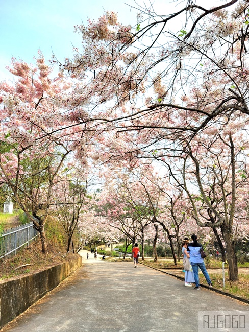 高雄景點 六龜 寶光建德神威天臺山道場 花旗木 每年3~4月花季登場