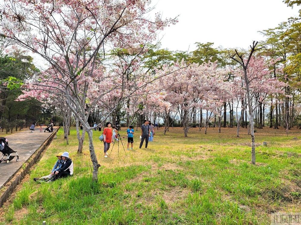 高雄景點 六龜 寶光建德神威天臺山道場 花旗木 每年3~4月花季登場
