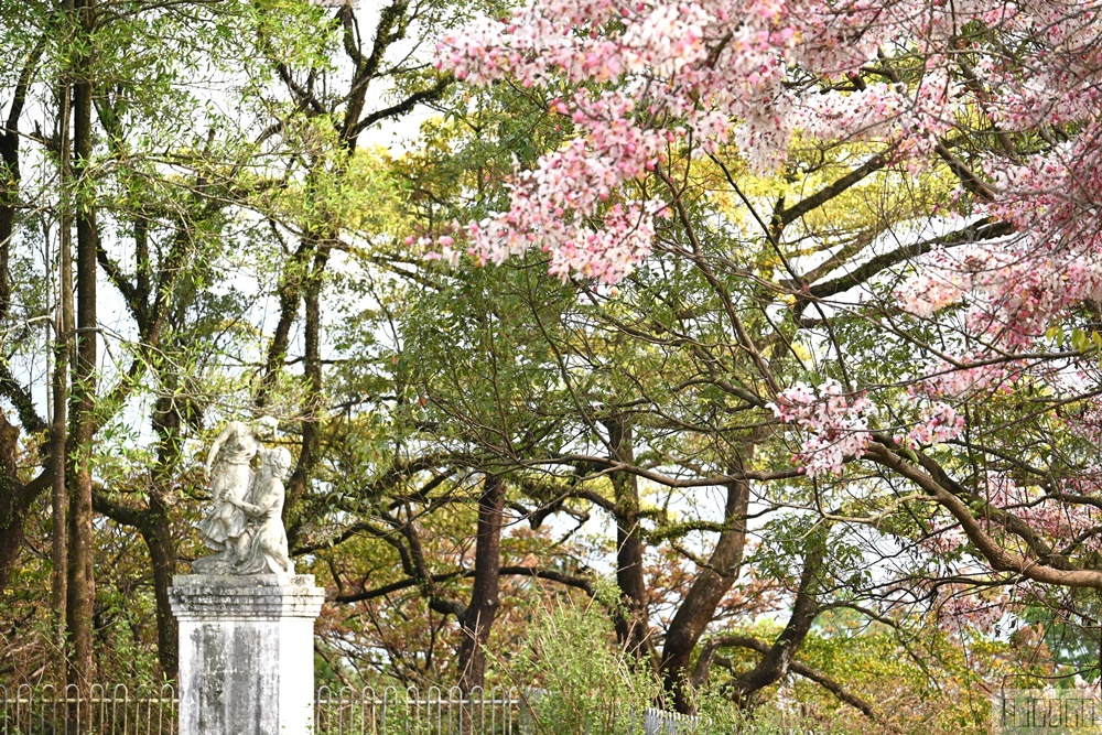 高雄景點 六龜 寶光建德神威天臺山道場 花旗木 每年3~4月花季登場