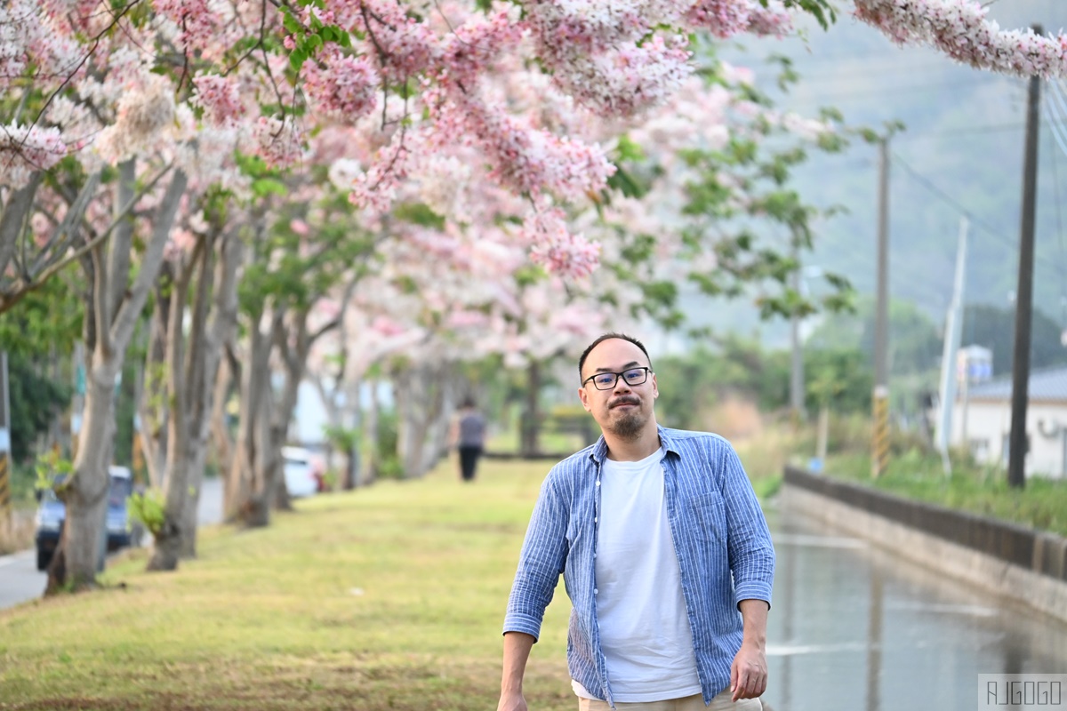 高雄景點 獅子頭水圳 高雄美濃花旗木 每年3~4月開花 @AJ的旅行地圖