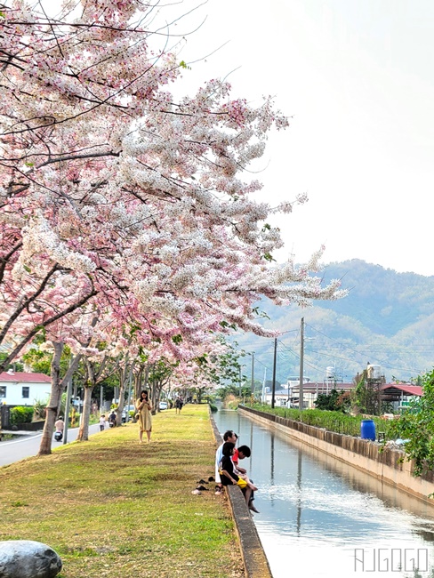 高雄景點 獅子頭水圳 高雄美濃花旗木 每年3~4月開花