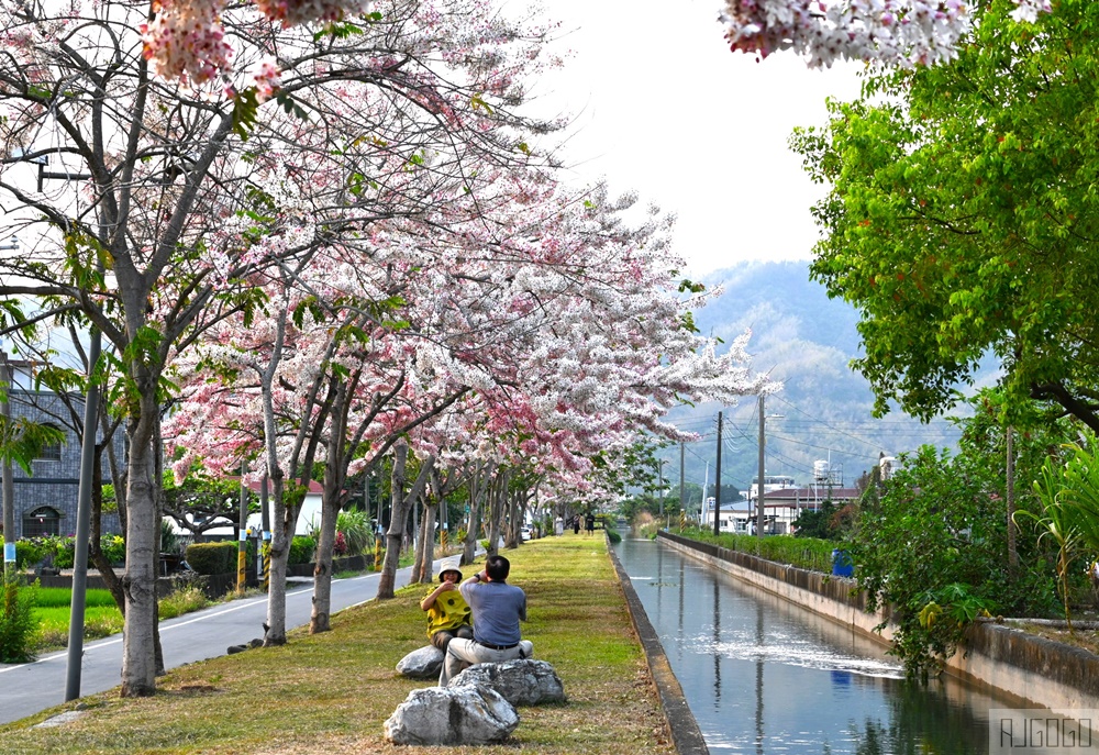 高雄景點 獅子頭水圳 高雄美濃花旗木 每年3~4月開花