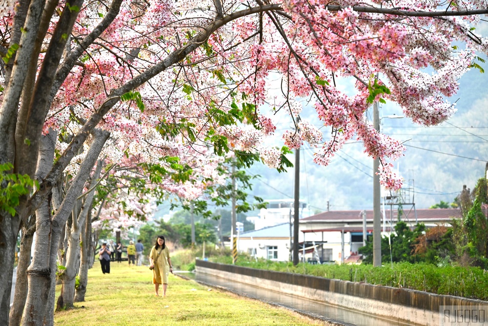高雄景點 獅子頭水圳 高雄美濃花旗木 每年3~4月開花