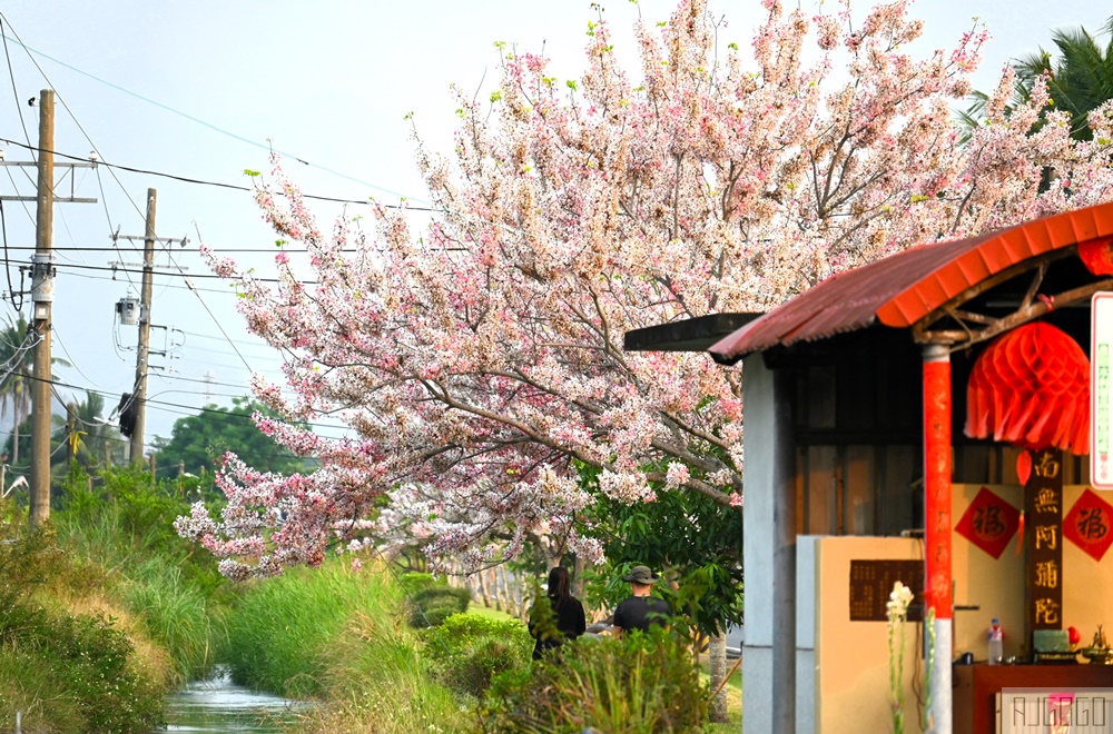 高雄景點 獅子頭水圳 高雄美濃花旗木 每年3~4月開花