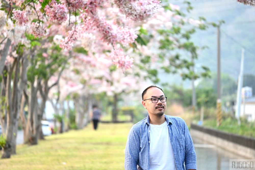 高雄景點 獅子頭水圳 高雄美濃花旗木 每年3~4月開花