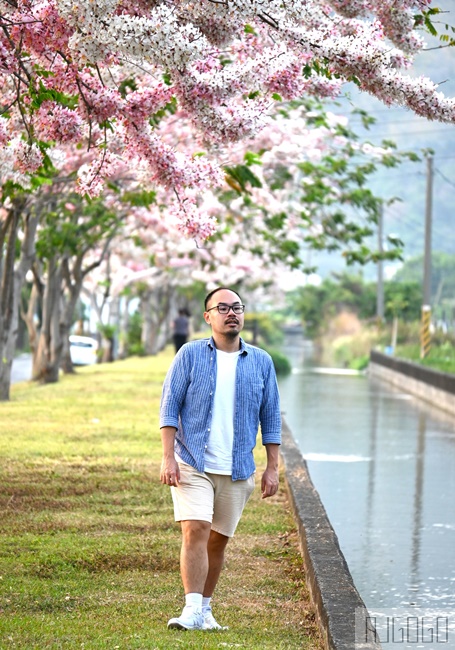 高雄景點 獅子頭水圳 高雄美濃花旗木 每年3~4月開花