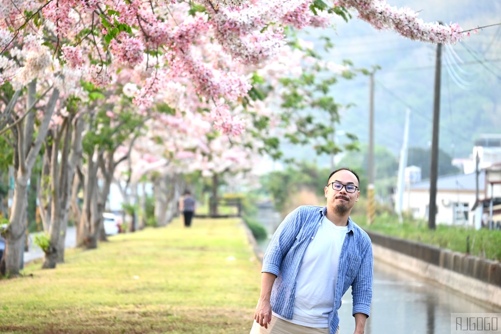高雄景點 獅子頭水圳 高雄美濃花旗木 每年3~4月開花