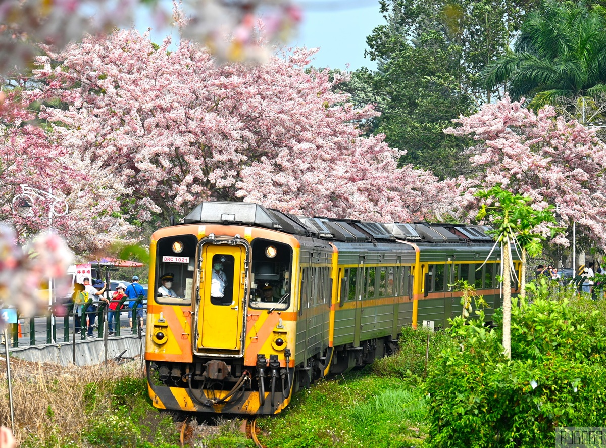 彰化景點 二水花旗木鐵道 集集線小火車與粉紅花道 每年3月底-4月中旬上演