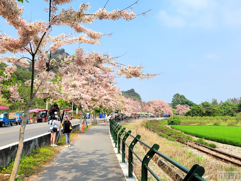彰化景點 二水花旗木鐵道 集集線小火車與粉紅花道 每年3月底-4月中旬上演