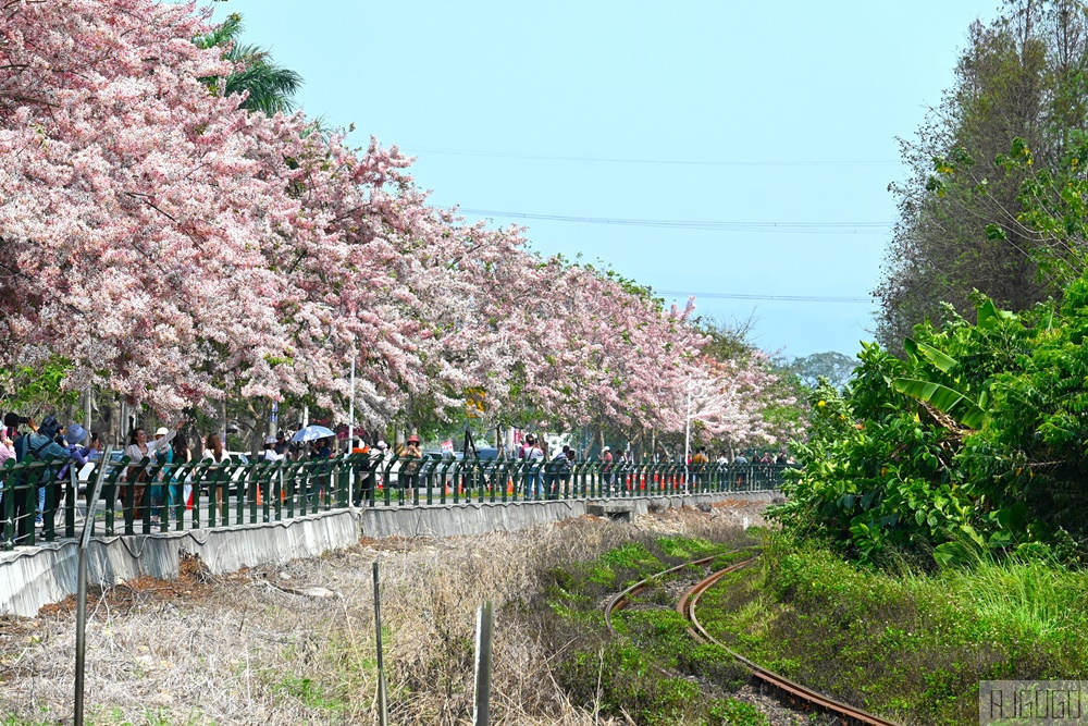 彰化景點 二水花旗木鐵道 集集線小火車與粉紅花道 每年3月底-4月中旬上演