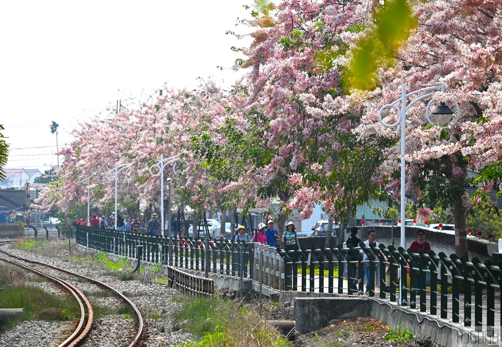 彰化景點 二水花旗木鐵道 集集線小火車與粉紅花道 每年3月底-4月中旬上演