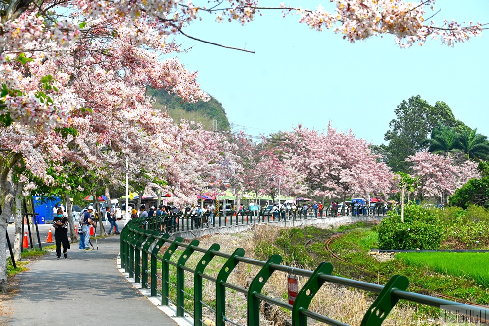 彰化景點 二水花旗木鐵道 集集線小火車與粉紅花道 每年3月底-4月中旬上演