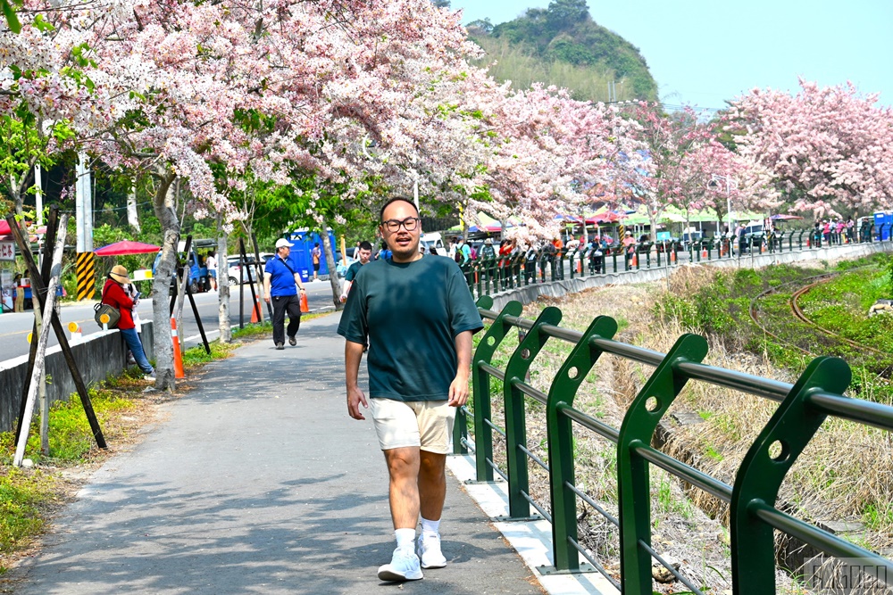 彰化景點 二水花旗木鐵道 集集線小火車與粉紅花道 每年3月底-4月中旬上演