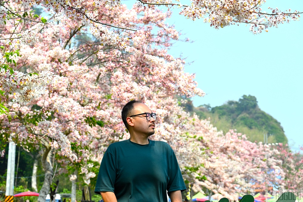 彰化景點 二水花旗木鐵道 集集線小火車與粉紅花道 每年3月底-4月中旬上演