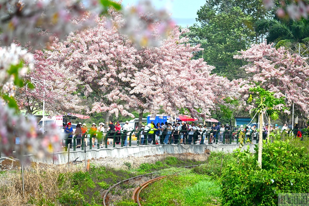 彰化景點 二水花旗木鐵道 集集線小火車與粉紅花道 每年3月底-4月中旬上演