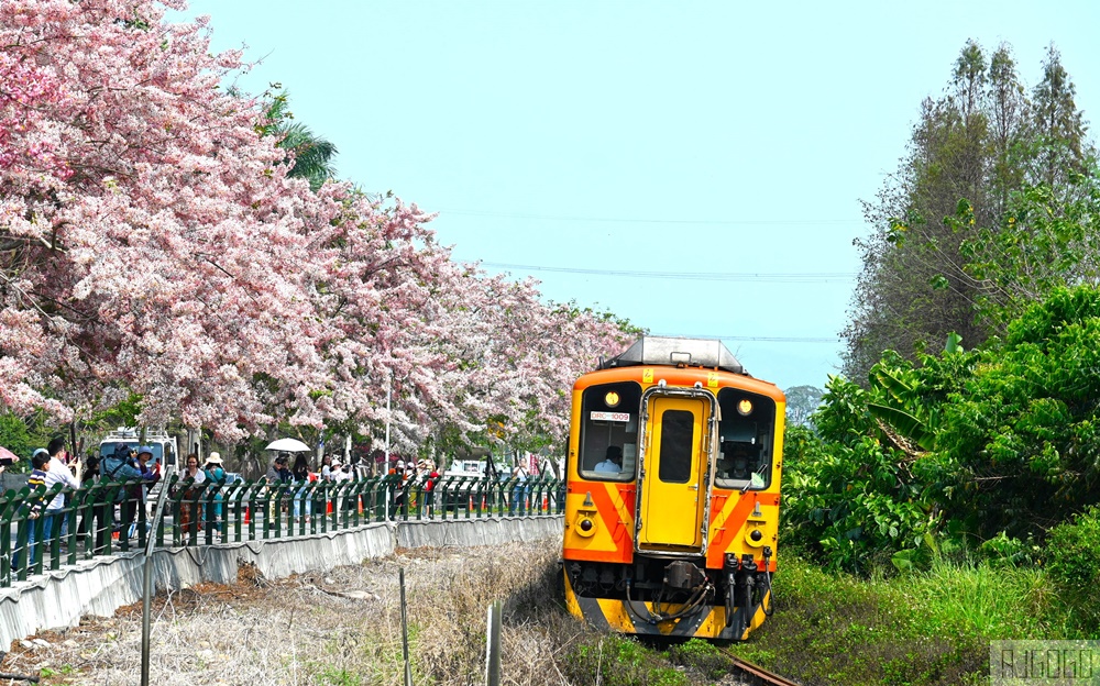 彰化景點 二水花旗木鐵道 集集線小火車與粉紅花道 每年3月底-4月中旬上演