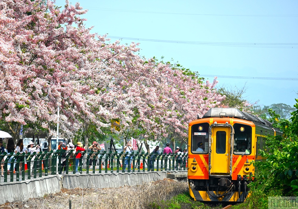彰化景點 二水花旗木鐵道 集集線小火車與粉紅花道 每年3月底-4月中旬上演