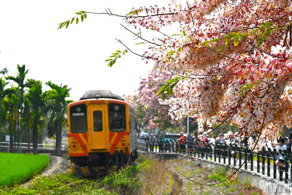 彰化景點 二水花旗木鐵道 集集線小火車與粉紅花道 每年3月底-4月中旬上演
