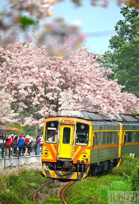 彰化景點 二水花旗木鐵道 集集線小火車與粉紅花道 每年3月底-4月中旬上演
