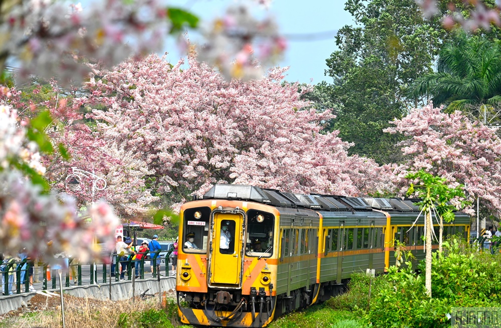 彰化景點 二水花旗木鐵道 集集線小火車與粉紅花道 每年3月底-4月中旬上演