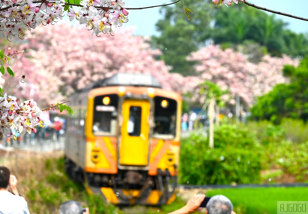 彰化景點 二水花旗木鐵道 集集線小火車與粉紅花道 每年3月底-4月中旬上演