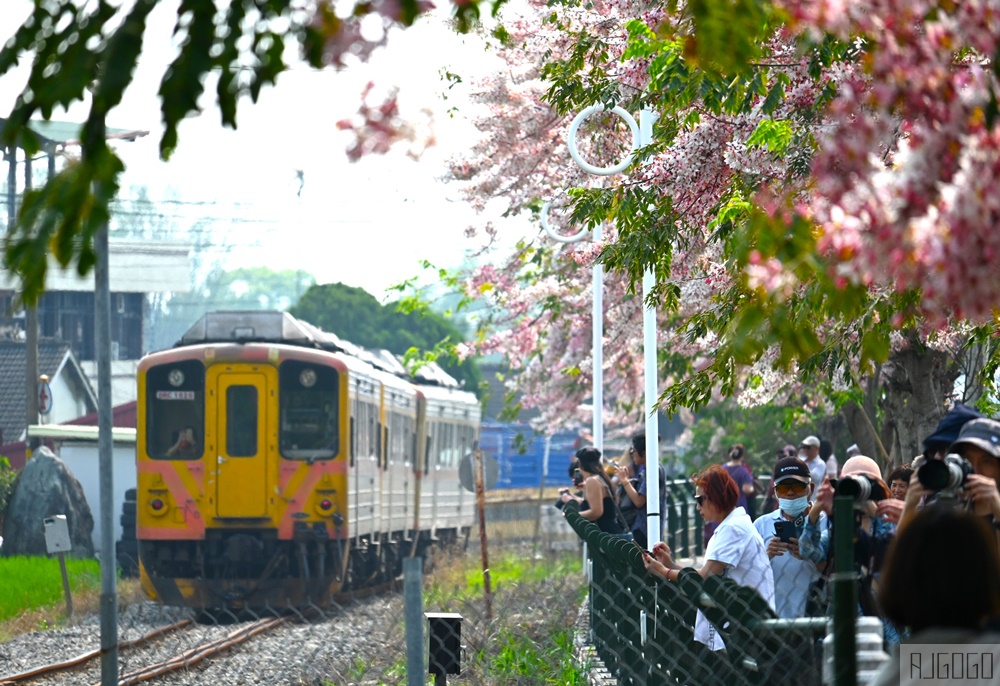 彰化景點 二水花旗木鐵道 集集線小火車與粉紅花道 每年3月底-4月中旬上演