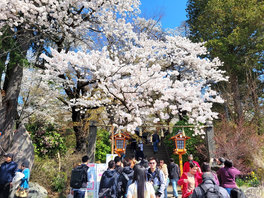富士山景點 新倉山淺間公園展望台 忠靈塔、富士山、滿山櫻花 日本旅遊