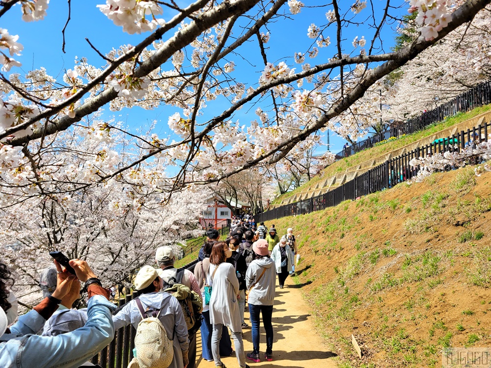 富士山景點 新倉山淺間公園展望台 忠靈塔、富士山、滿山櫻花 日本旅遊