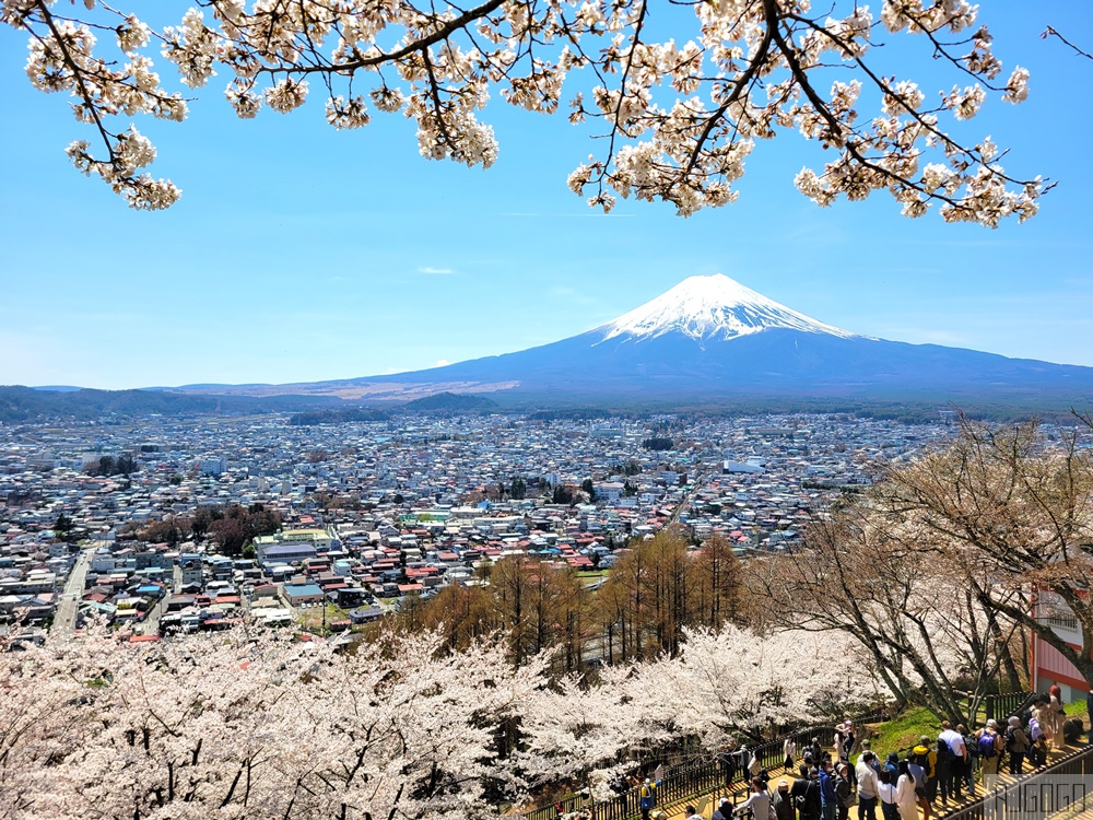 富士山景點 新倉山淺間公園展望台 忠靈塔、富士山、滿山櫻花 日本旅遊
