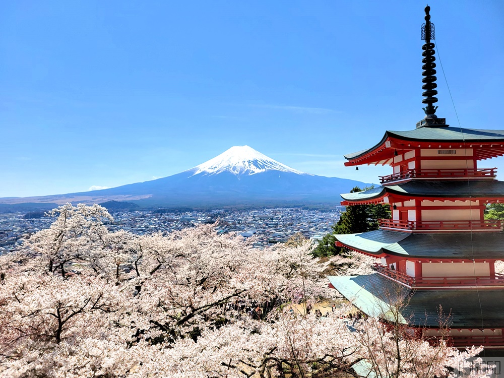 富士山景點 新倉山淺間公園展望台 忠靈塔、富士山、滿山櫻花 日本旅遊