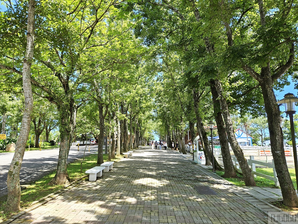 2026台東景點 初鹿牧場 台灣最大坡地型牧場 牛奶霜淇淋好吃