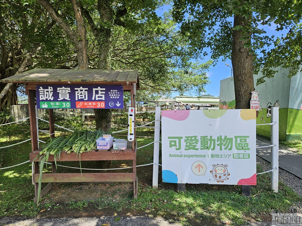 2026台東景點 初鹿牧場 台灣最大坡地型牧場 牛奶霜淇淋好吃