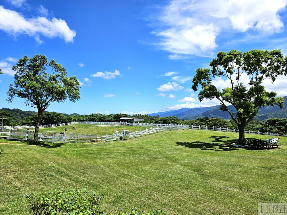 2026台東景點 初鹿牧場 台灣最大坡地型牧場 牛奶霜淇淋好吃