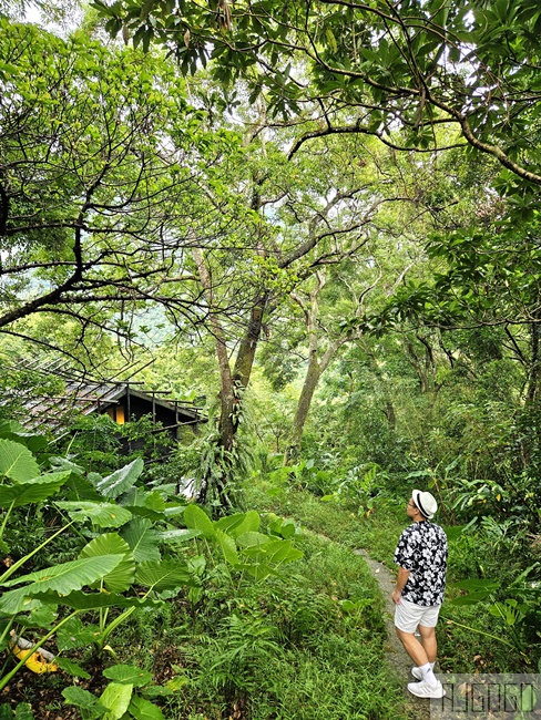 2026烏來溫泉 馥森阪治Trio 烏來泡湯推薦 森林湯屋 午餐、下午茶
