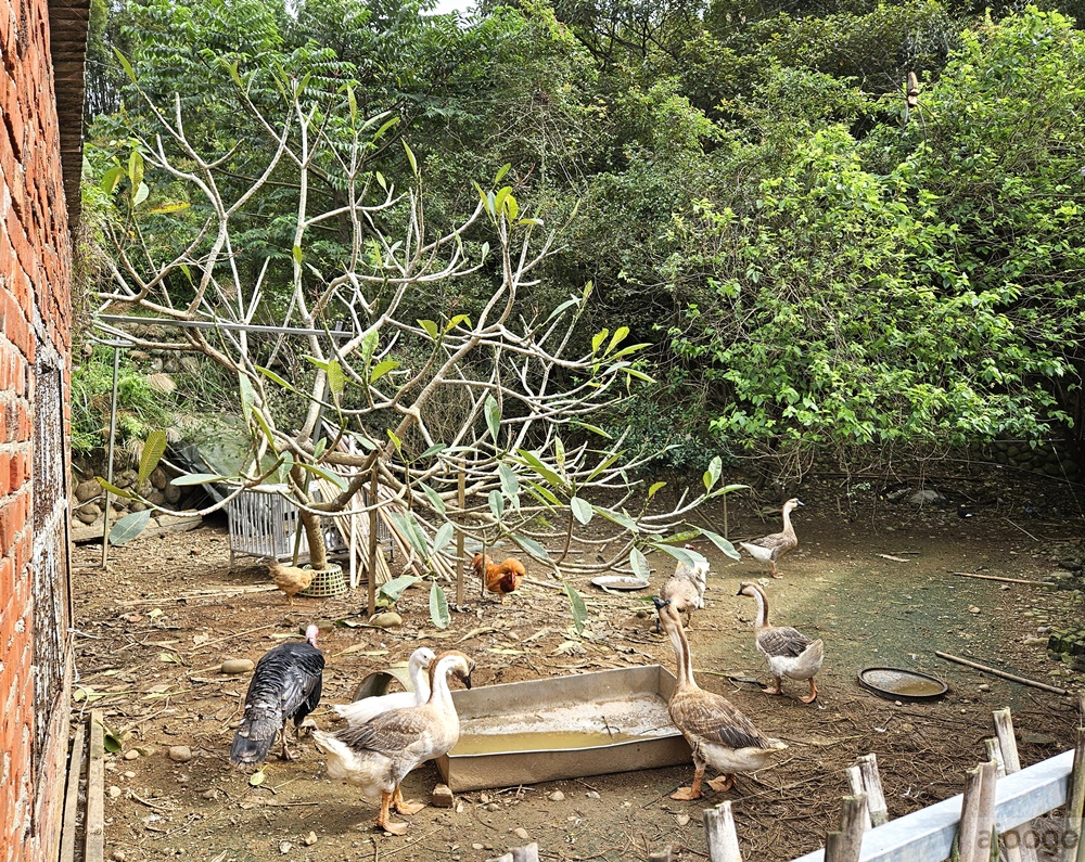 桃園景點 姐夫農場 小雞出租 桃園親子農場推薦 走進在地農家 桃園景點 姐夫農場 小雞出租 桃園親子農場推薦 走進在地農家