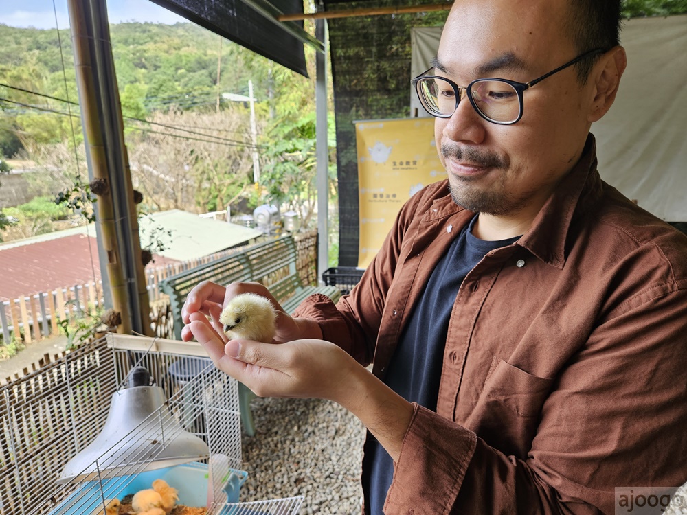 桃園景點 姐夫農場 小雞出租 桃園親子農場推薦 走進在地農家 桃園景點 姐夫農場 小雞出租 桃園親子農場推薦 走進在地農家