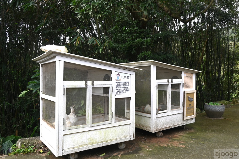 桃園景點 姐夫農場 小雞出租 桃園親子農場推薦 走進在地農家