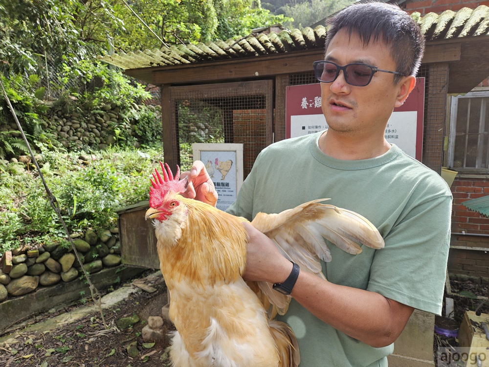 桃園景點 姐夫農場 小雞出租 桃園親子農場推薦 走進在地農家 桃園景點 姐夫農場 小雞出租 桃園親子農場推薦 走進在地農家
