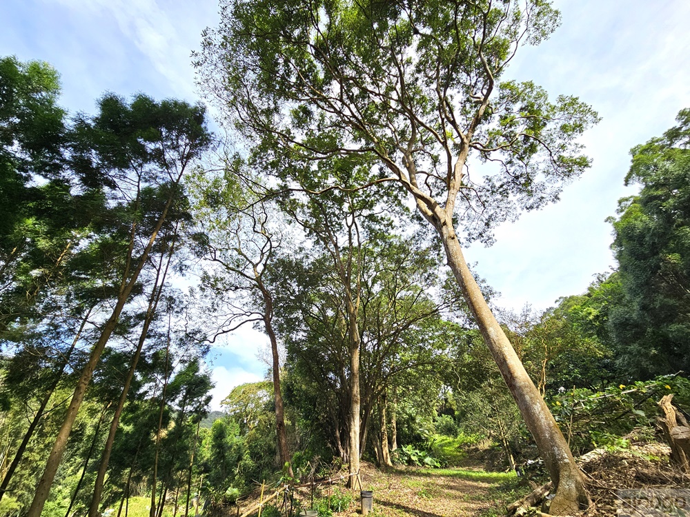 桃園景點 姐夫農場 小雞出租 桃園親子農場推薦 走進在地農家