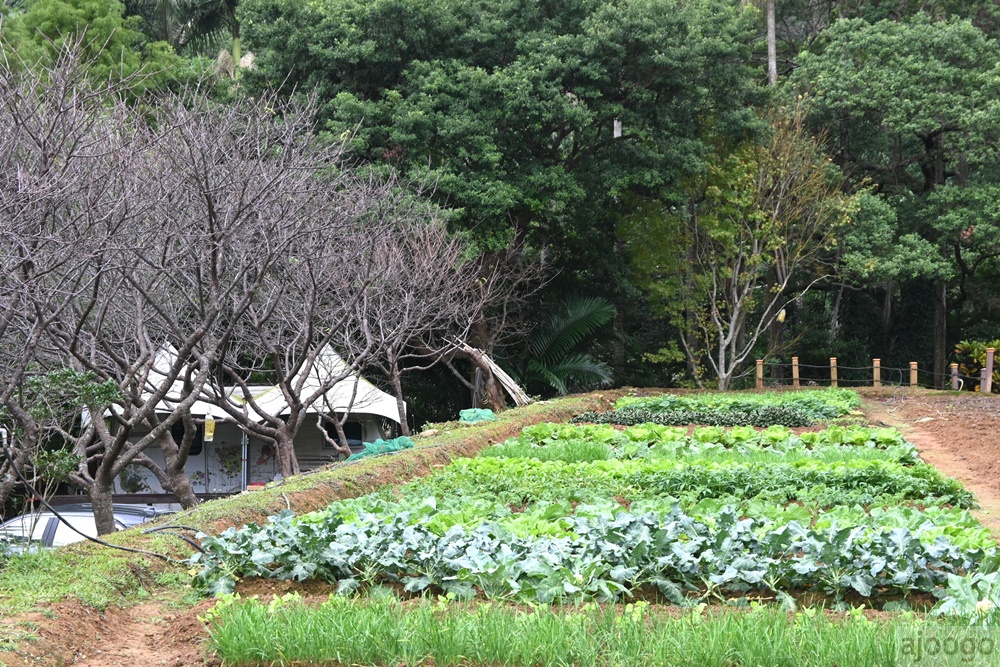 2026桃園景點 小木屋休閒農場-竹圃茶園 林口旁的秘境茶園農莊 茶樹精油DIY與特色套餐 2026桃園景點 小木屋休閒農場-竹圃茶園 林口旁的秘境茶園農莊 茶樹精油DIY與特色套餐