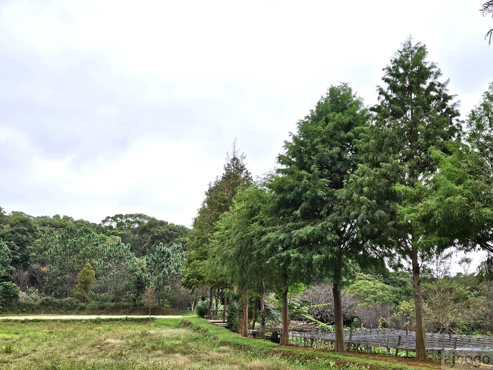 2026桃園景點 小木屋休閒農場-竹圃茶園 林口旁的秘境茶園農莊 茶樹精油DIY與特色套餐